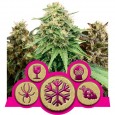 Feminized Mix - Royal Queen Seeds